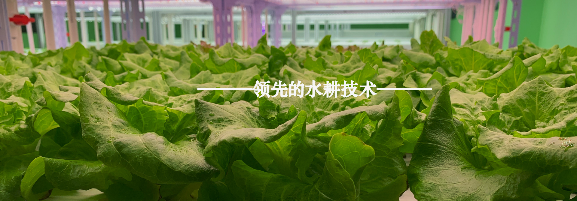 &#20248;&#20048;&#22253;